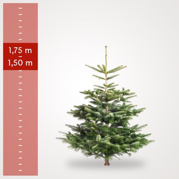 Lille Juletræ (1,50-1,75 m)