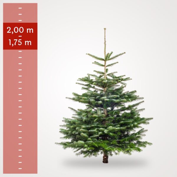 Mellem Juletræ (1,75-2,00 m)