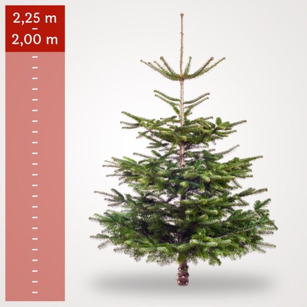 Stort Juletræ (2,00-2,25 m)