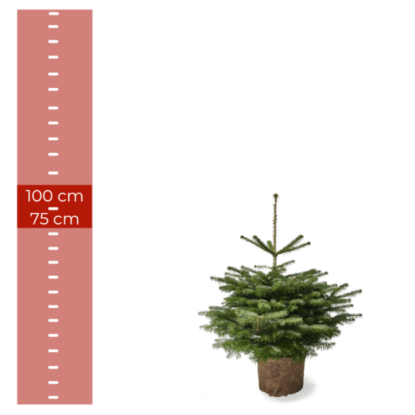 Pottetræ Nordmannsgran (0,75-1,00 m)