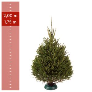 Rødgran juletræ ved siden af et målebånd som viser størrelsen på træet