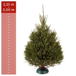 Rødgran (2,00–2,25 m)