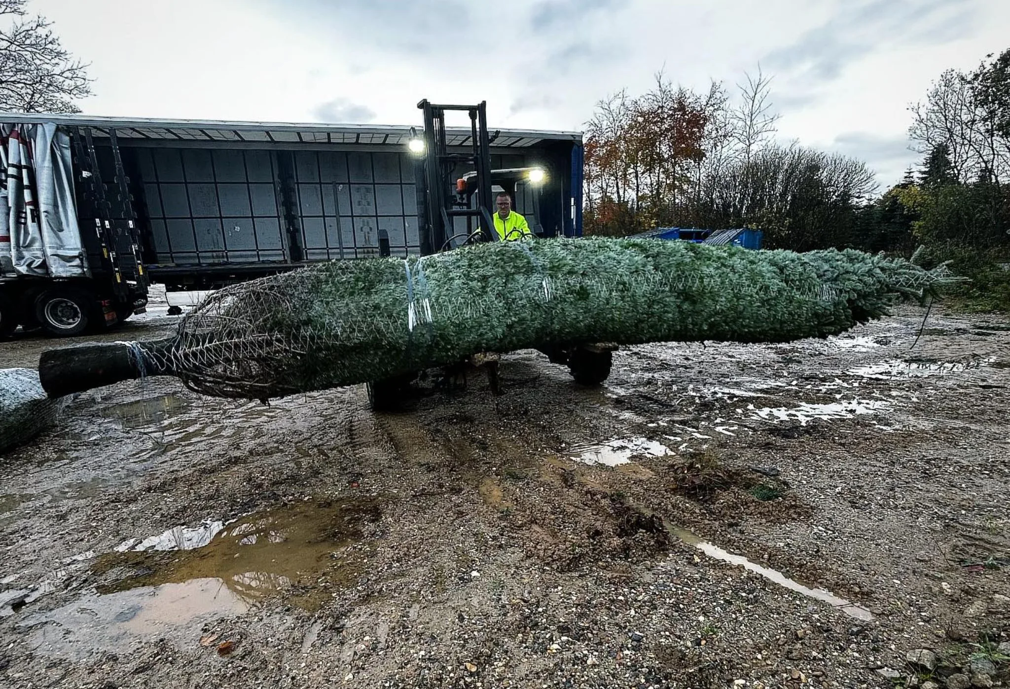 9 meter juletræ fragt Ni meter højt juletræ læsses til transport