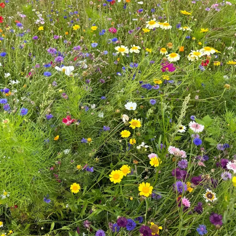 Farverige vilde blomster i forgrunden med unge juletræer bagved