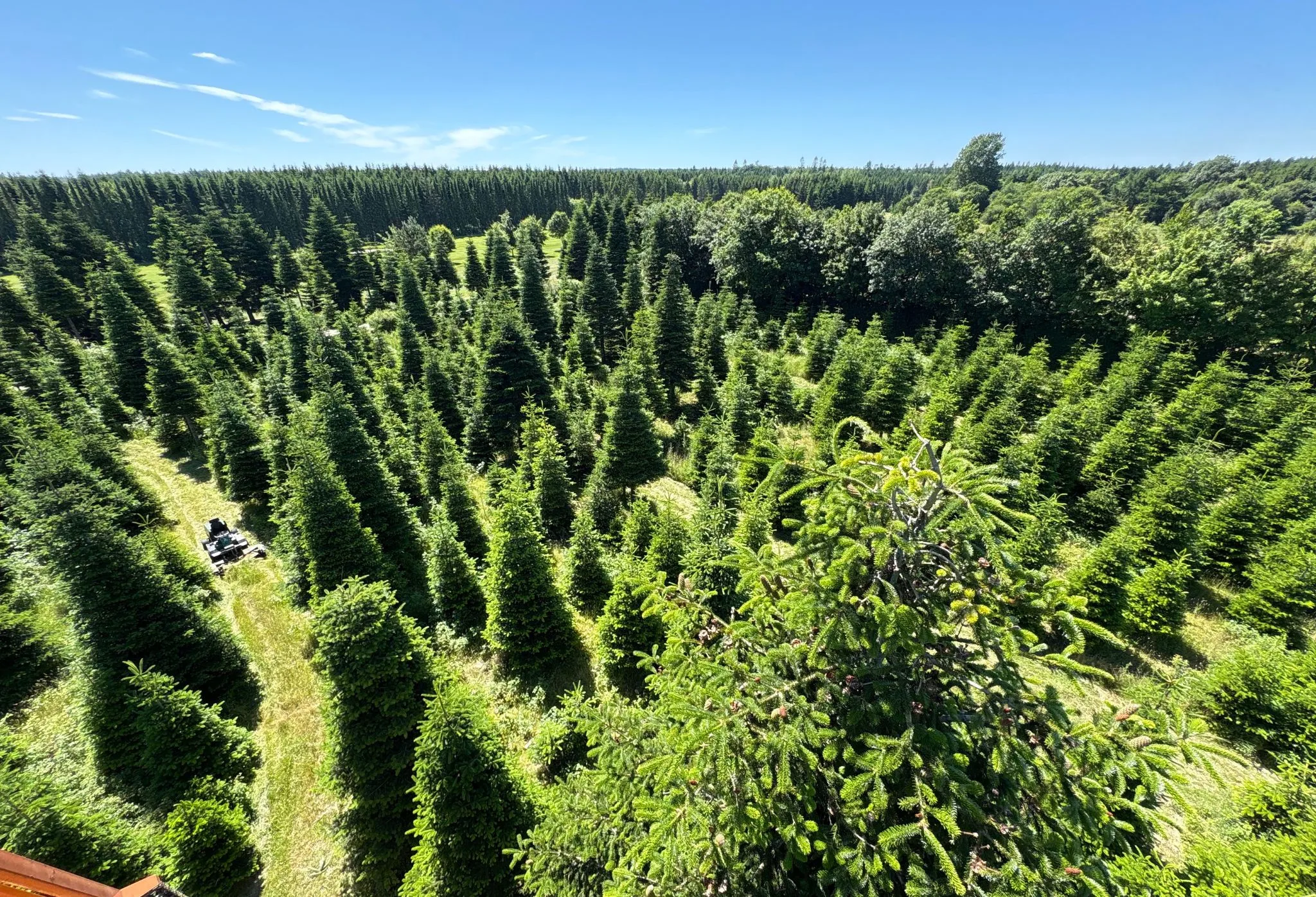 Store torve juletræer Store juletræer til torve og pladser