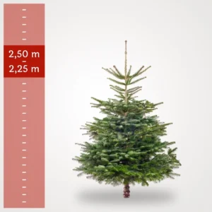 Stort nordmannsgran juletræ på 2,25–2,50 meter