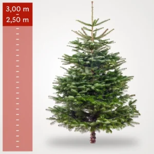 Stort nordmannsgran juletræ på 2,50–3,00 meter