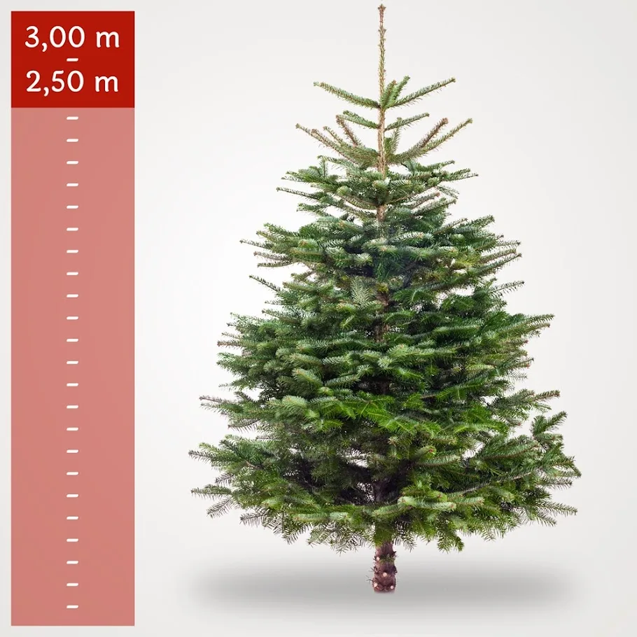 Stort nordmannsgran juletræ på 2,50–3,00 meter