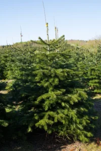Nordmannsgran efter 10 års vækst i plantagen
