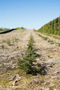 Nordmannsgran efter 2 års vækst i plantagen