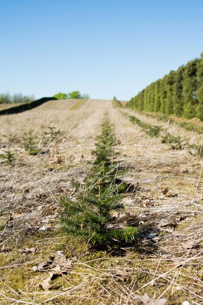 Nordmannsgran juletræ efter 2 års vækst i plantagen
