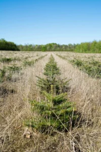 Nordmannsgran efter 3 års vækst i plantagen