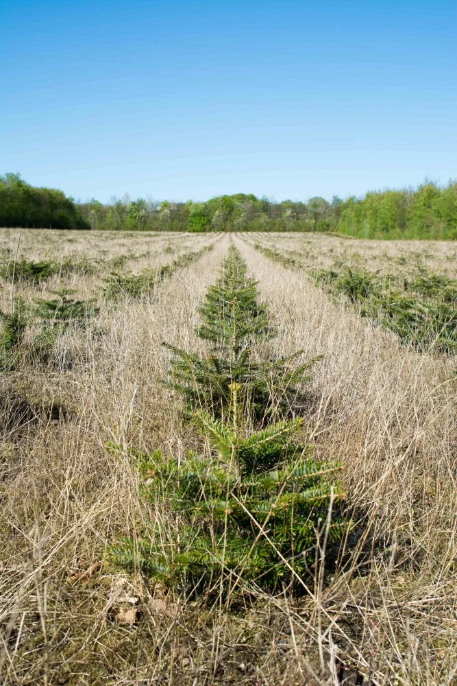 Nordmannsgran juletræ efter 3 års vækst i plantagen