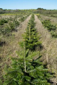 Nordmannsgran efter 4 års vækst i plantagen
