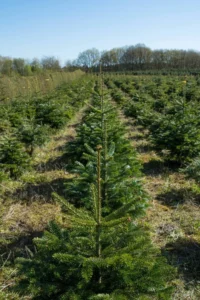 Nordmannsgran efter 5 års vækst i plantagen