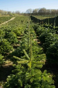Nordmannsgran efter 6 års vækst i plantagen