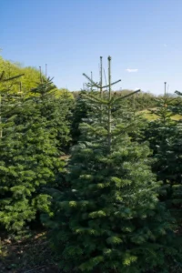 Nordmannsgran efter 7 års vækst i plantagen