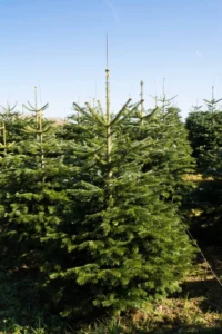 Nordmannsgran efter 8 års vækst i plantagen