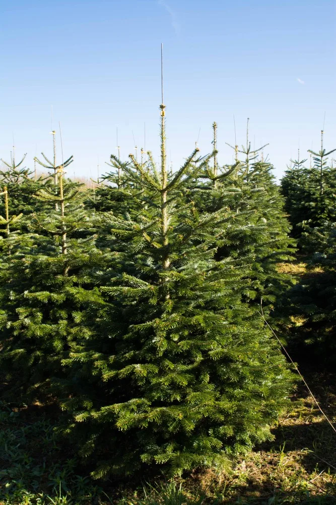 Nordmannsgran juletræ efter 8 års vækst i plantagen