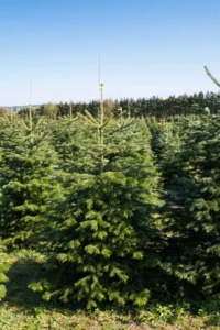 Nordmannsgran efter 9 års vækst i plantagen