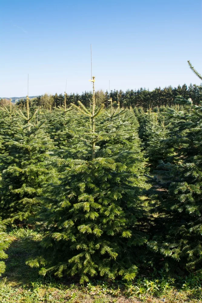 Nordmannsgran juletræ efter 9 års vækst i plantagen