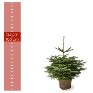 Nordmannsgran juletræ i potte, 1,00–1,25 meter højt, med rodklump