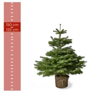 Nordmannsgran juletræ i potte, 1,25–1,50 meter højt, med rodklump