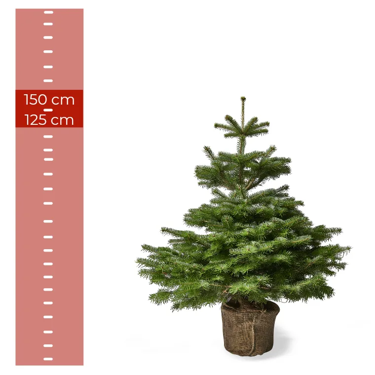 Nordmannsgran juletræ i potte, 1,25–1,50 meter højt, med rodklump