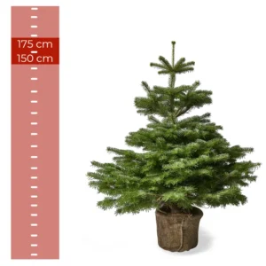 Nordmannsgran juletræ i potte, 1,50–1,75 meter højt, med rodklump