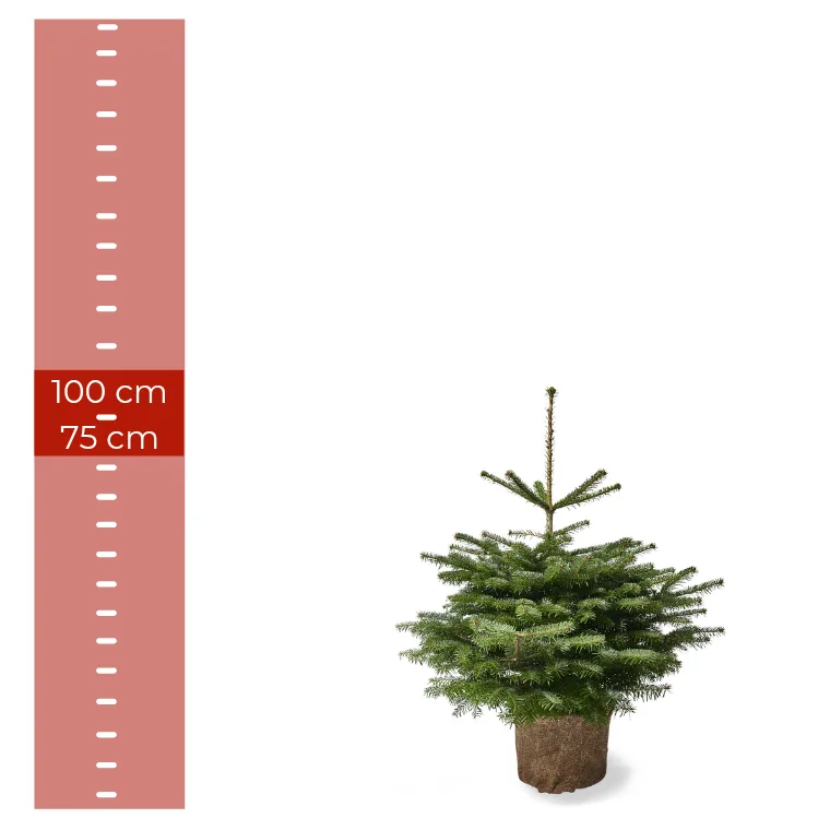 Nordmannsgran juletræ i potte, 0,75–1,00 meter højt, med rodklump