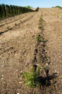 Nordmannsgran efter 1 års vækst i plantagen